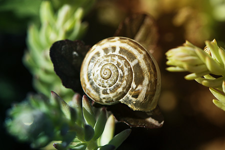 蜗牛壳和花朵尺寸螺旋花园鼻涕虫粘液身体土地野生动物骑术脊椎动物图片