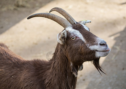 夏天在德国鹿公园的山羊家畜动物荒野哺乳动物图片