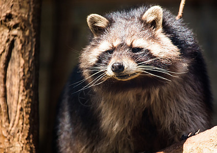 夏天在德国鹿公园的Racoon浣熊犬类毛皮哺乳动物荒野动物图片