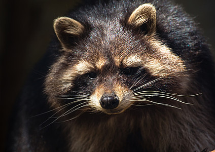 夏天在德国鹿公园的Racoon毛皮犬类浣熊动物荒野哺乳动物图片