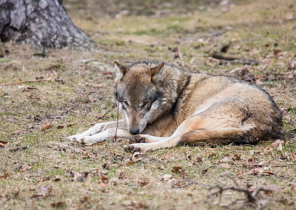 夏天在德国鹿角公园的一匹狼canis lupus吞咽木头森林公园捕食者荒野哺乳动物动物图片