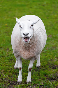 快乐的羊羔羊羔叫她的青青青绿草牧场羊毛绿色范围免费哺乳动物农田呼唤农村羊肉农场图片