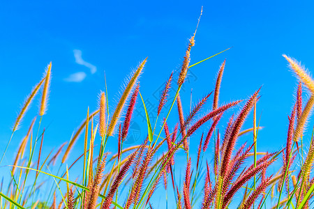 蓝天野草花蓝色天空美丽国家环境草地杂草乡村荒野农村图片