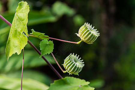 阿布图林 Indicum水果植物齿轮绿色热带种子灌木苘麻草本植物药品图片