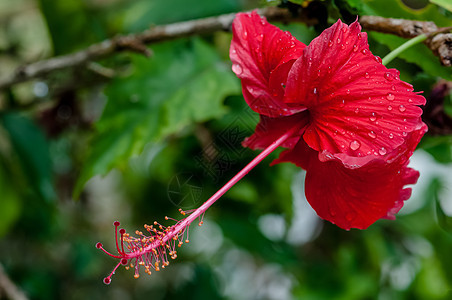 红hibiscus热带花朵 盛开露露雨滴中覆盖的露珠雨滴图片