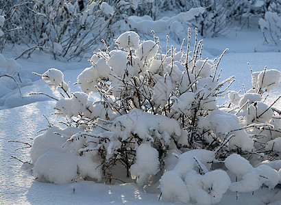 在寒冬雪中灌木 与晨日相比图片