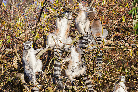 环尾狐猴Lemur catta 树上组毛皮眼睛警报卡塔黑与白团体哺乳动物野生动物太阳濒危图片