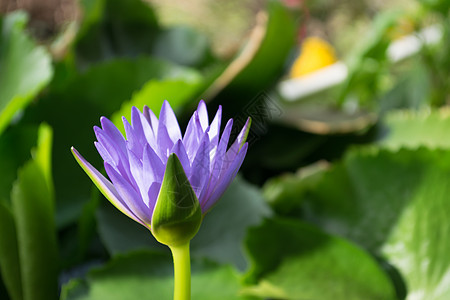 怀花莲花在水池中 泰国布伦回灌图片