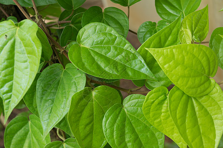 新鲜的绿 betel 叶子图片