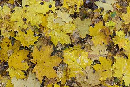 五颜六色和明亮的背景由落下的秋叶制成植物学棕色森林金子公园花园红色季节植物地面图片