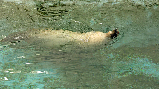 大海狮在海里游动水平速度漩涡岛屿海滩潜水游泳哺乳动物野生动物生物图片