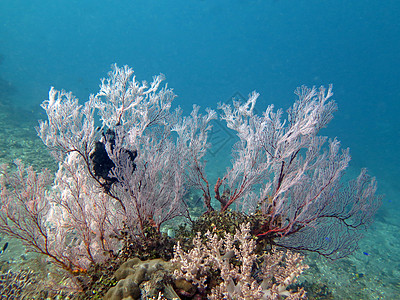 以海洋生物和鱼群为生的珊瑚礁生存浅滩野生动物热带多样性世界海洋学校灯光海上生活栖息地图片