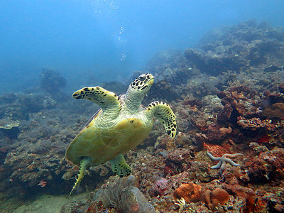 Hawksbill海龟洋流 在巴厘珊瑚礁岛上珊瑚游泳蓝色海洋两栖漂移爬虫玳瑁野生动物潜水图片