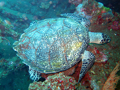 Hawksbill海龟洋流 在巴厘珊瑚礁岛上蓝色爬虫漂移潜水玳瑁两栖动物游泳野生动物尾巴图片