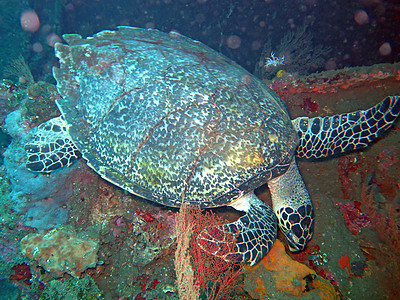 Hawksbill海龟洋流 在巴厘珊瑚礁岛上蓝色潜水漂移两栖爬虫玳瑁动物野生动物游泳绿色图片