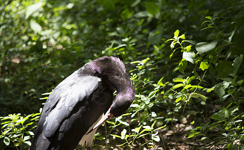 阿卜迪姆的斯托克紫色账单情调多样性翅膀野生动物生物生态异国成人图片