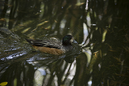 美国长城鸭水禽鸭子棕褐色观鸟奶油色账单水鸟池塘公园沼泽图片