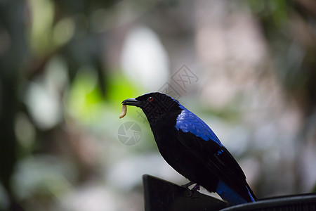 亚洲仙子青鸟俘虏红眼生态热带鸟类异国花园蓝色荒野环境图片