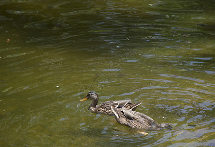 美籍黑母黑母翅膀动物群鸭子棕褐色野生动物鸟类荒野池塘游泳动物图片