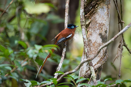 马达加斯加天堂苍蝇捕猎者捕蝇器回旋曲观鸟动物群动物蓝色荒野野生动物森林橙子图片