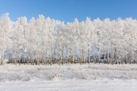 冬天的树林树干场景蓝色天空木头公园季节分支机构桦木雪堆图片