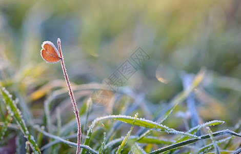 冰冻的青草和心形叶叶图片