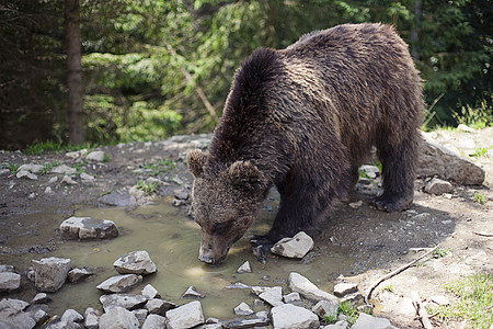 野大雄棕熊森林苔藓荒野男性水坑树木捕食者食肉针叶危险图片