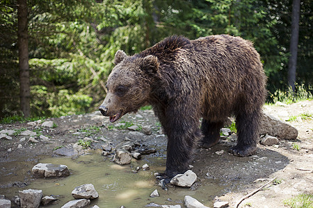 野大雄棕熊沼泽环境男性哺乳动物苔藓针叶林水坑野生动物食肉树木图片