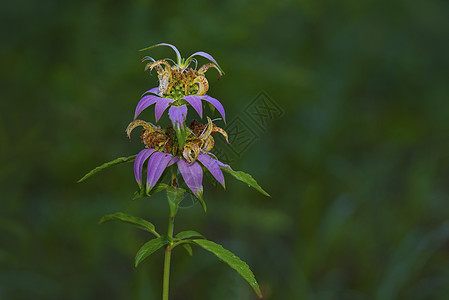 斑点蜜蜂平衡摩纳哥punctata植物播种点状数控香蜂草草本图片