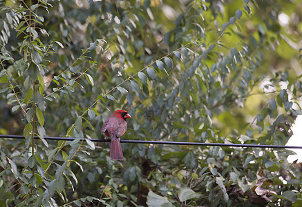 飞鸟在电线上多样性波峰歌曲观鸟荒野羽毛季节红鸟生物动物图片
