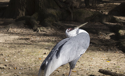 沙丘鹤蓝色观鸟鸟类环境野生动物翅膀淡水羽毛起重机生态图片