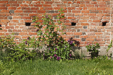 旧墙墙联盟石墙夏花建筑混合物石头野玫瑰积木红色砖墙图片