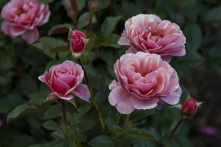 艾玛伦蒂亚植物园     玫瑰花叶子枝条白色植物红色黄色花瓣橙子图片