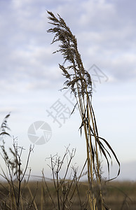 干小麦种植金子种子庄稼黄色植物谷物农业饮食图片