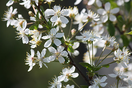 白樱花盛开宏观农业叶子园艺花瓣生活花园季节植物生长图片