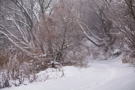 雪和甘蔗上的霜在树上 暴雪的天气图片