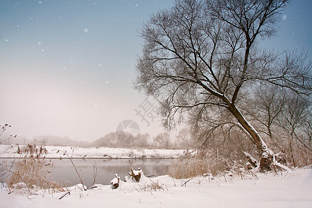 雪落在河上 冬雾多云的雪天场景灌木丛植物薄雾旅行天气甘蔗树木暴风雪降雪图片