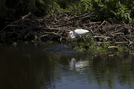 Egret 电子格雷特沼泽河口野生动物池塘起重机环境羽毛热带荒野动物图片