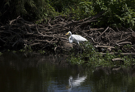 Egret 电子格雷特荒野环境羽毛河口国家湿地野生动物热带起重机场景图片