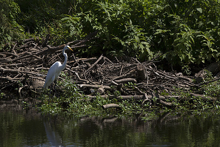 Egret 电子格雷特环境羽毛热带河口湿地沼泽荒野动物池塘野生动物图片