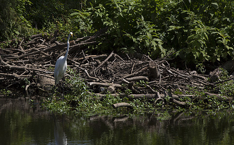 Egret 电子格雷特湿地白鹭环境起重机热带沼泽场景荒野国家羽毛图片