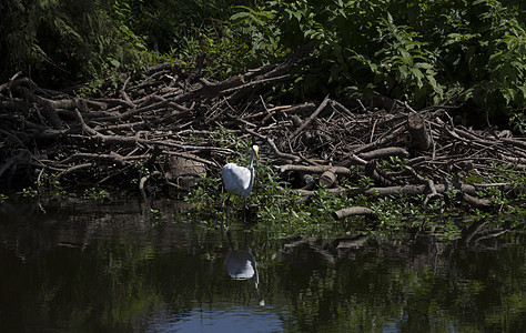 Egret 电子格雷特沼泽河口苍鹭国家热带湿地荒野羽毛野生动物白鹭图片