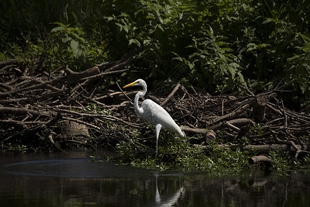Egret 电子格雷特荒野羽毛场景苍鹭河口国家热带湿地白鹭动物图片