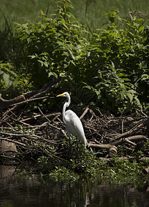 Egret 电子格雷特野生动物场景白鹭苍鹭动物荒野热带羽毛环境河口图片
