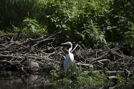 Egret 电子格雷特荒野苍鹭湿地热带野生动物河口白鹭场景动物环境图片