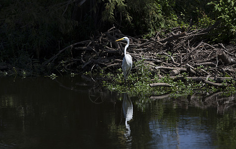 Egret 电子格雷特场景国家河口荒野池塘热带野生动物起重机白鹭动物图片