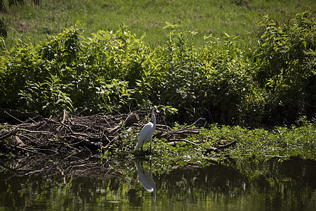 Egret 电子格雷特场景野生动物羽毛热带苍鹭湿地河口沼泽环境国家图片