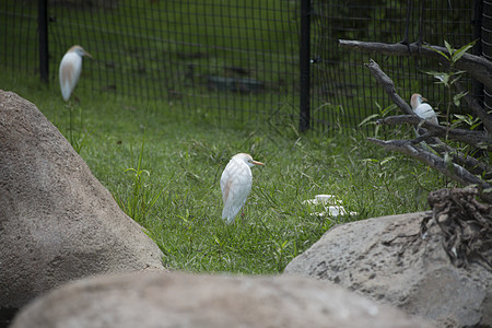 Egret 牛牛白鹭环境场景池塘河口羽毛湿地野生动物热带苍鹭图片