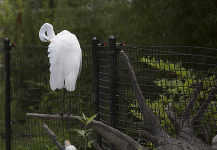 Egret 电子格雷特羽毛野生动物动物湿地白鹭苍鹭荒野沼泽国家河口图片