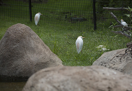 Egret 牛牛苍鹭野生动物沼泽热带国家起重机池塘白鹭羽毛环境图片